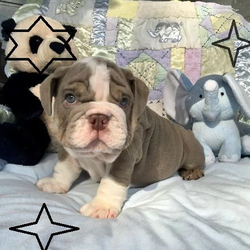 cucciolo bulldog inglese#