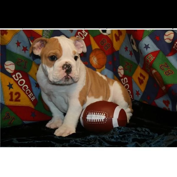 cucciolo bulldog inglese# | Foto 0