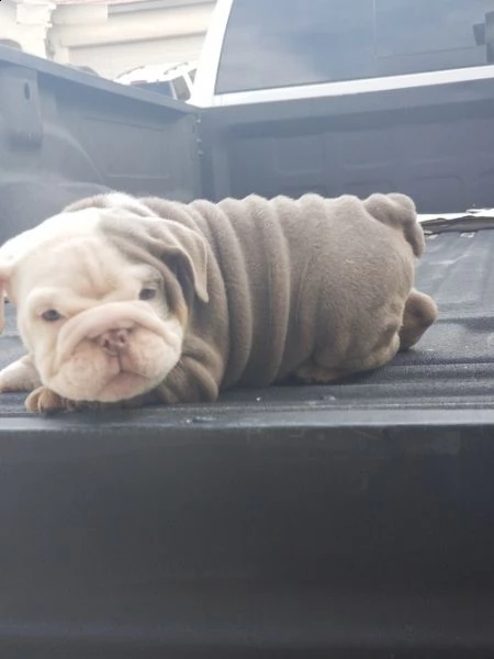 cucciolo bulldog inglese*(