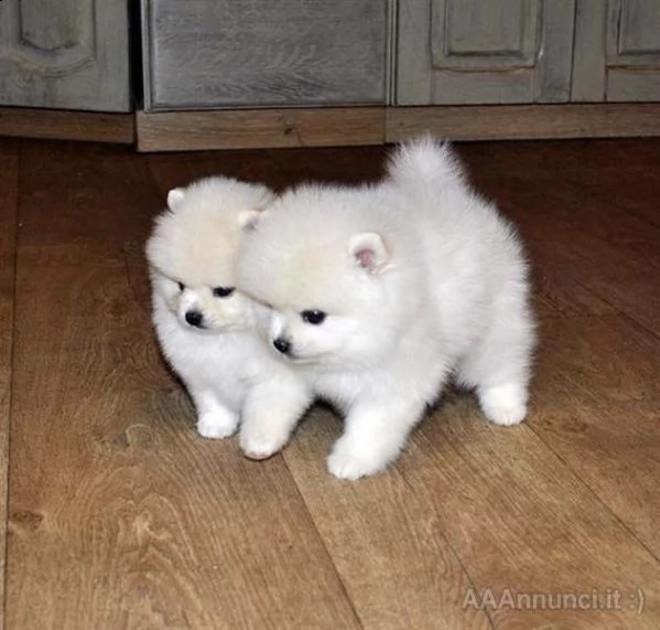 cuccioli italiani di spitz pomerania di circa 3 mesi sia maschi che femmine