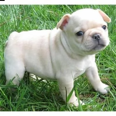  bulldog francese