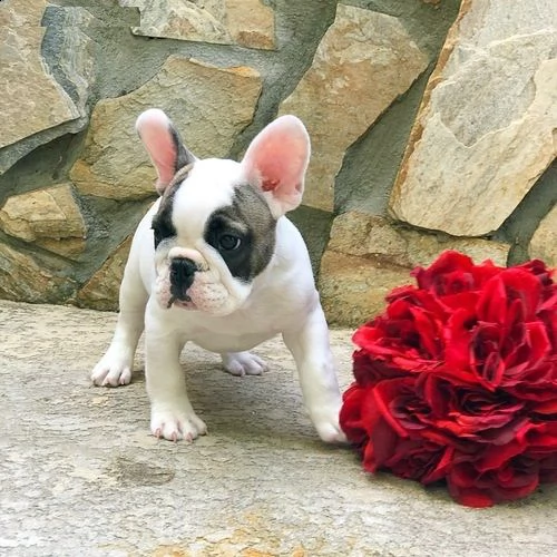 regalo cucciolo bulldog francese