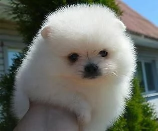 cucciolo di spitz mini toy buonissimo tenerissimo e sanissimo di 70 giorni 