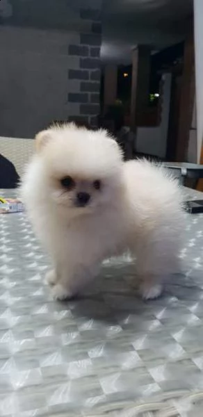 disponiamo volpini spitz pomerania toy cucciolini favolosi e tenmerissimi 