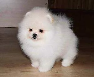 pomerania toy meravigliosi originalissimi e teneroni di 2 mesi e mezzo 