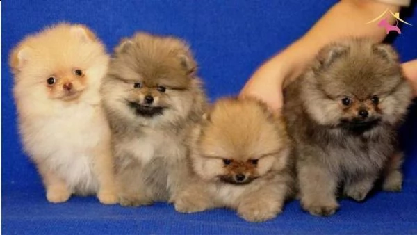  cuccioli di volpino pomerania toy vivacissimi e velocissimi di 70 giorni