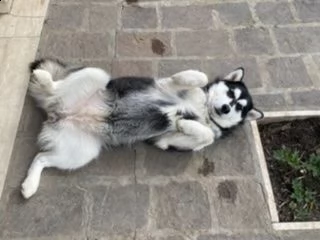 Cuccioli Alaska Malamute