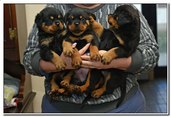 cuccioli rottweiler