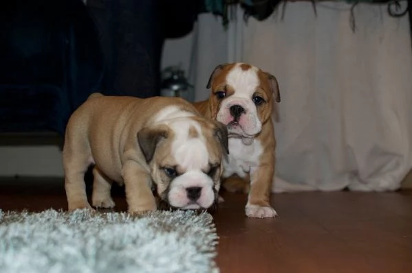  bulldog inglese cucciolata 6 cuccioli 