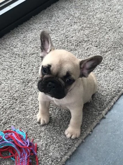 bouledogue francese cuccioli | Foto 0