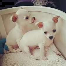  chihuahua cuccioli 