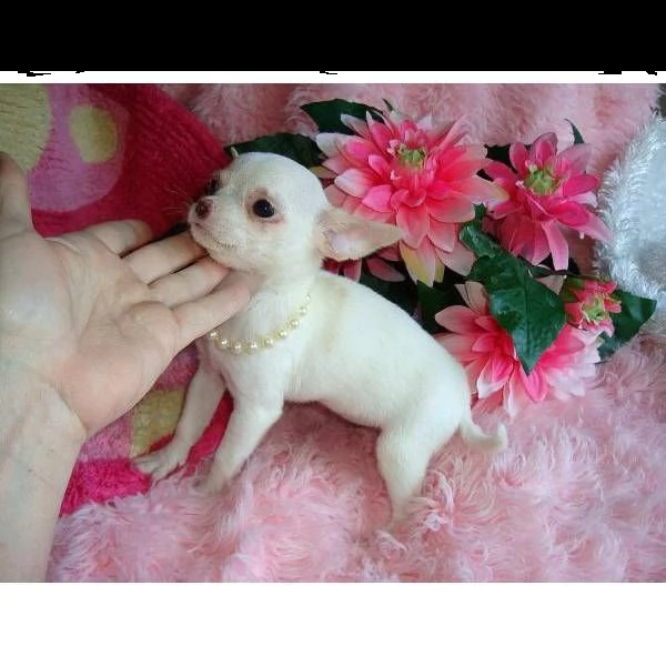  chihuahua cuccioli in regalo ./#../
