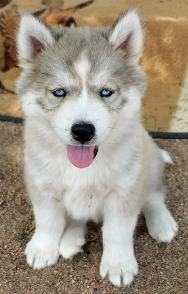cucciolo di siberian husky..