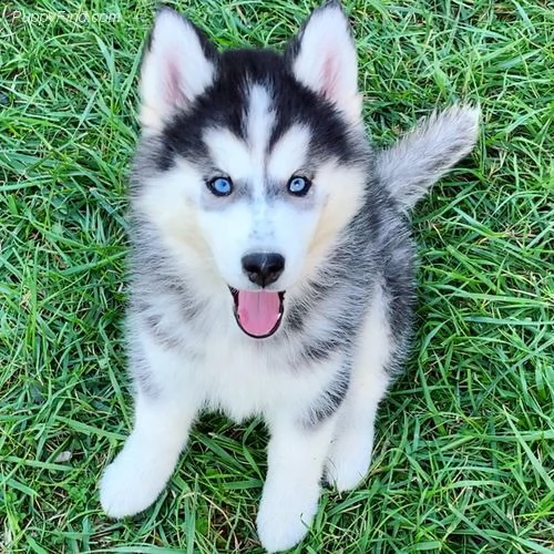 cucciolo di siberian husky11