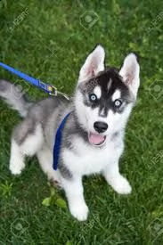 cucciolo di siberian husky ##!