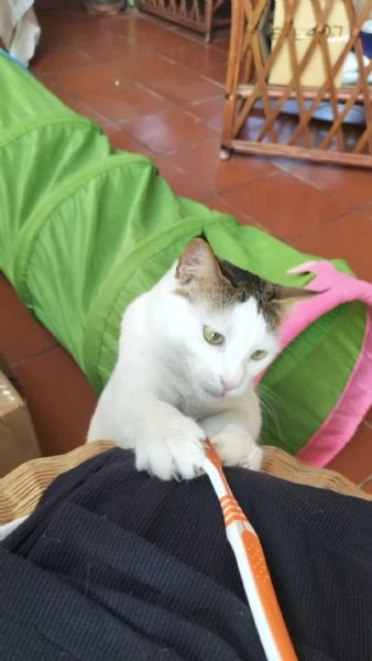 Garfield & Greta   | Foto 4