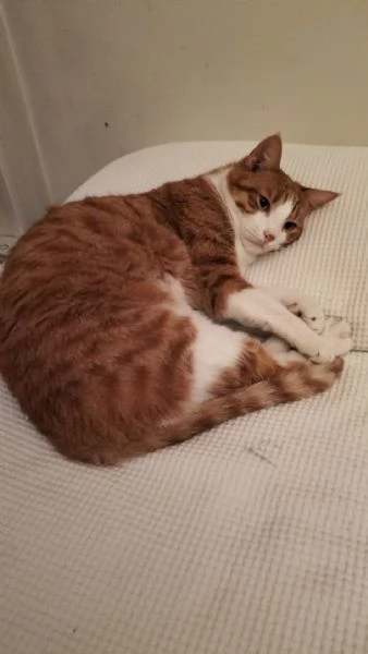 Garfield & Greta   | Foto 0