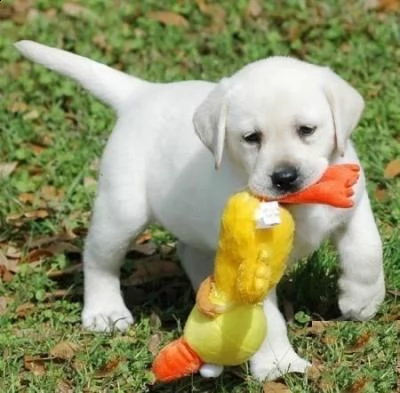  cuccioli di labrador