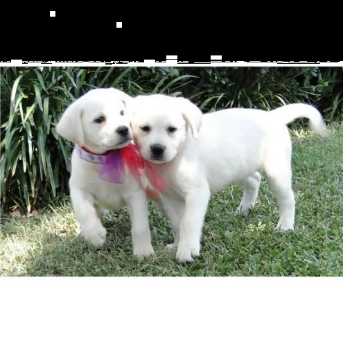 cuccioli di labrador!!!#