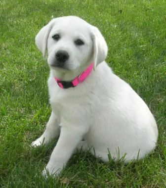 cuccioli di labrador!**