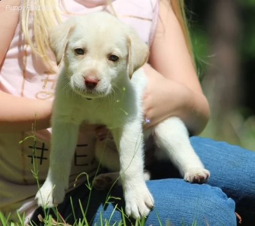 cuccioli di labrador**