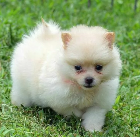 cuccioli di spitz pomerania genitori italiani bellissimi e sfiziosi 