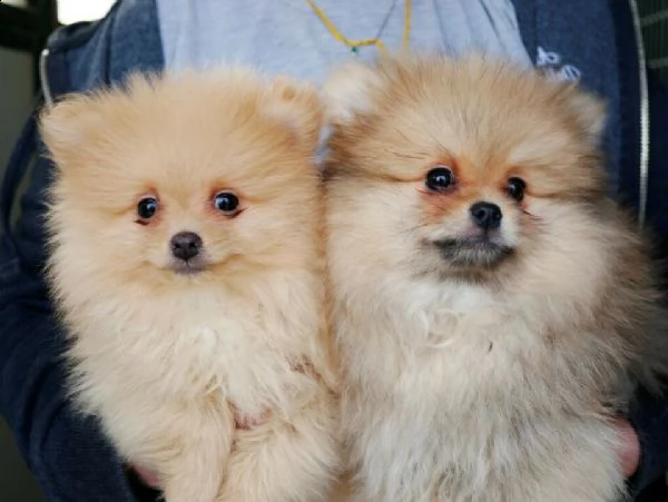 disponibili cuccioli pomerania svezzati e vaccinati,di diverse cucciolate e colorazioni.