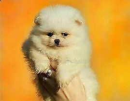 cucciolo di spitz mini toy bellissimo e molto felici di 70 giorni 