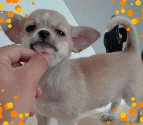 disponibili cuccioli di chihuahua bellissimi toy amorevolissimi dolcissimi 