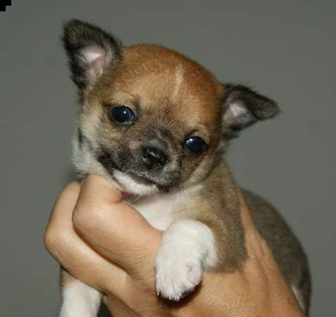 disponiamo cuccioli di pincher chihuahua bellissimi esemplari unici di vari colori