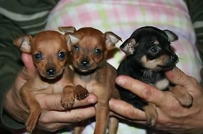 disponiamo cuccioli di pincher chihuahua gioiosi e giocarelloni di 70 giorni 