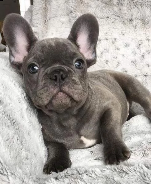 disponibili cuccioli di bulldog francese blu vivacissimi giocarelloni e dolci