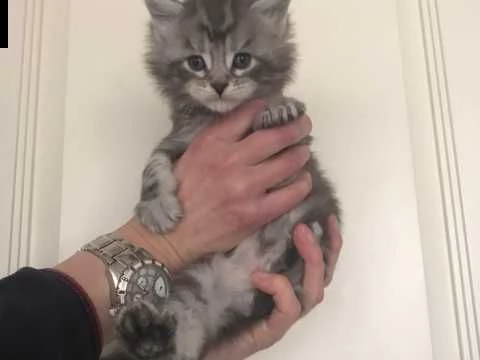 maine coon wci e fif pedigree | Foto 2