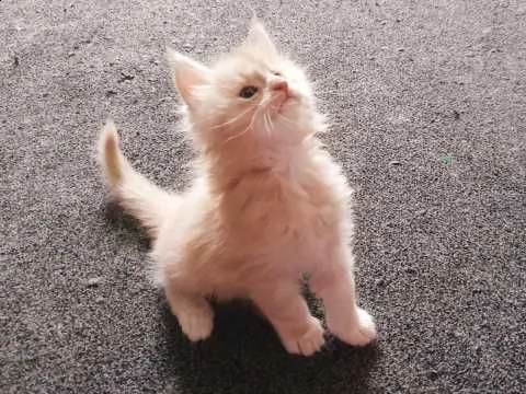 maine coon wci e fif pedigree | Foto 0