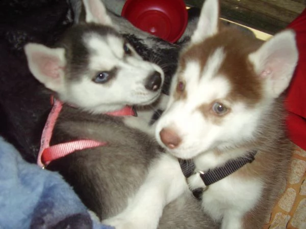 siberian  husky  cuccioli disponibili per l'adozione | Foto 0