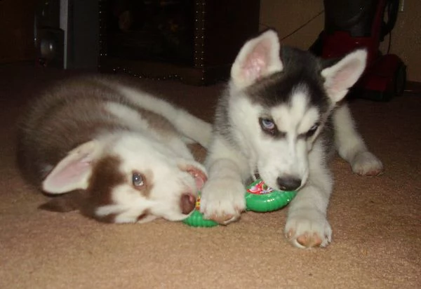 siberian  husky  cuccioli disponibili per l'adozione