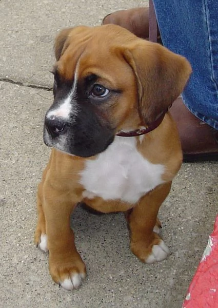  boxer cuccioli disponibili per l'adozione