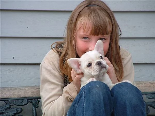  bouledogue francese cuccioli disponibili per l'adozione