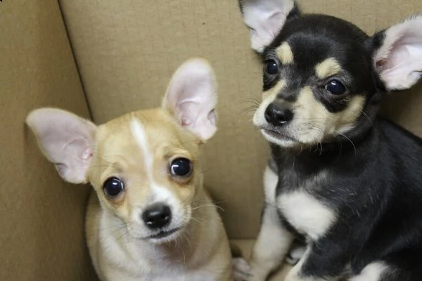  chihuahua cuccioli disponibili per l'adozione