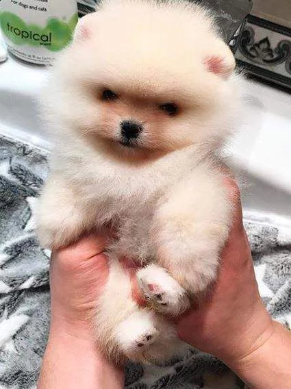 affettuosi cucciolini volpini spitz mini toy fantasticissimi morbidissimi