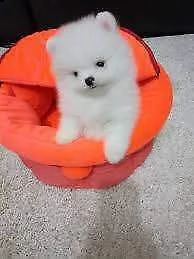 disponiamo cuccioli di spitz pomerania toy di 2 mesi e mezzo vivacissimi