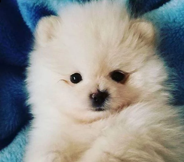 disponiamo bellissimi cuccioli di spitz pomerania nano maschi e femmine
