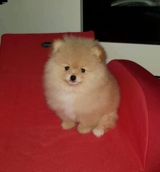disponiamo cuccioli di spitz pomerania toy perfetti sani e teneri di 2 mesi e mezzo