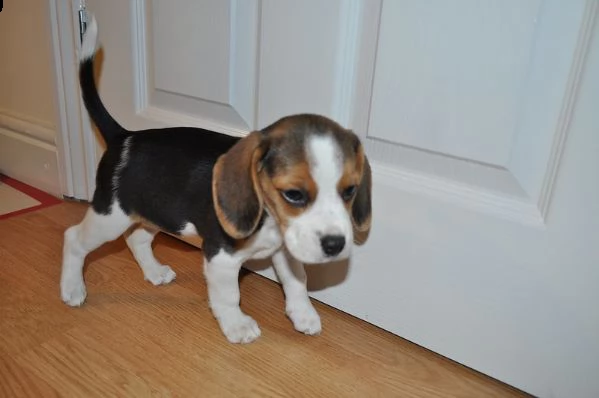 beagle  cuccioli per l'adozione | Foto 1