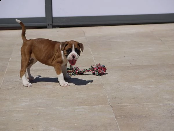 boxer  cuccioli per l'adozione | Foto 0