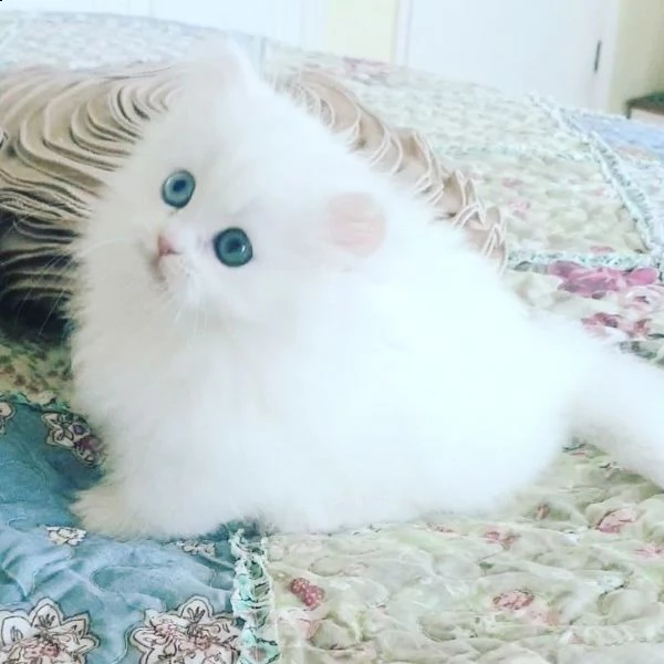 munchkin - maschio colore nero e bianco