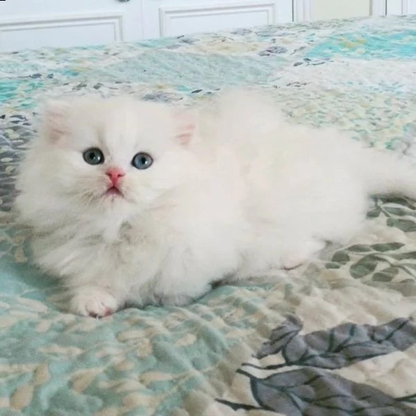 munchkin - maschio colore nero e bianco | Foto 1