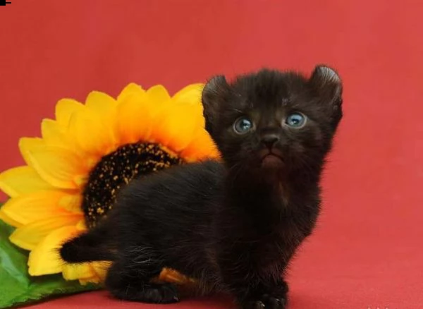 munchkin - maschio colore nero e bianco | Foto 0