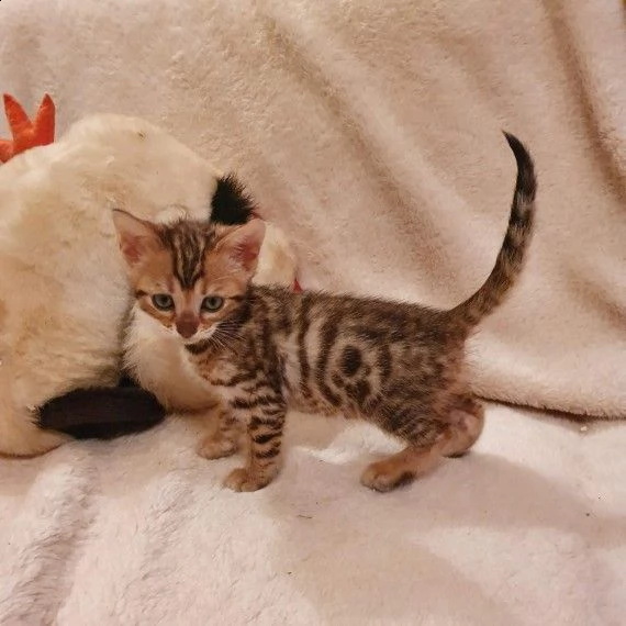 bengala maschio e femmina