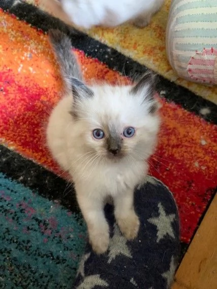  bellissimi cuccioli sacro di birmania con pedigree | Foto 0